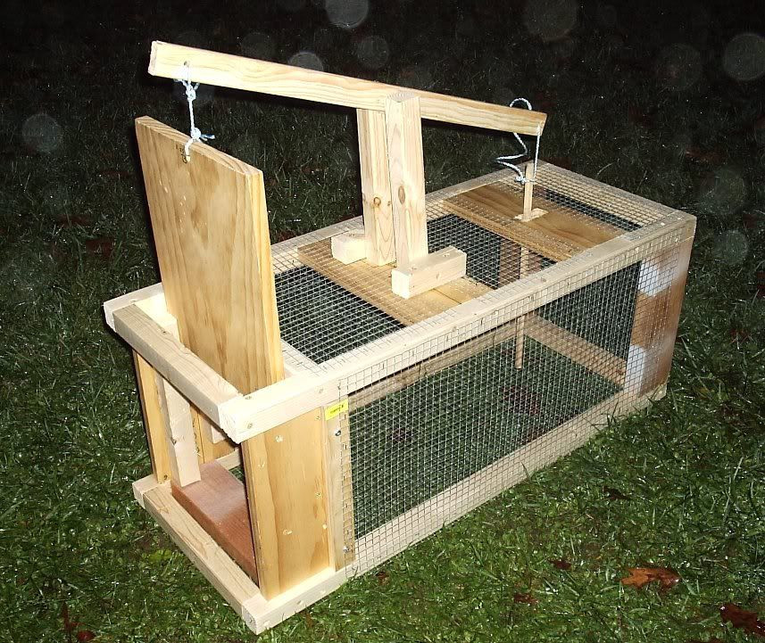 Best ideas about DIY Squirrel Trap
. Save or Pin homemade squirrel trap plans Google Search Now.