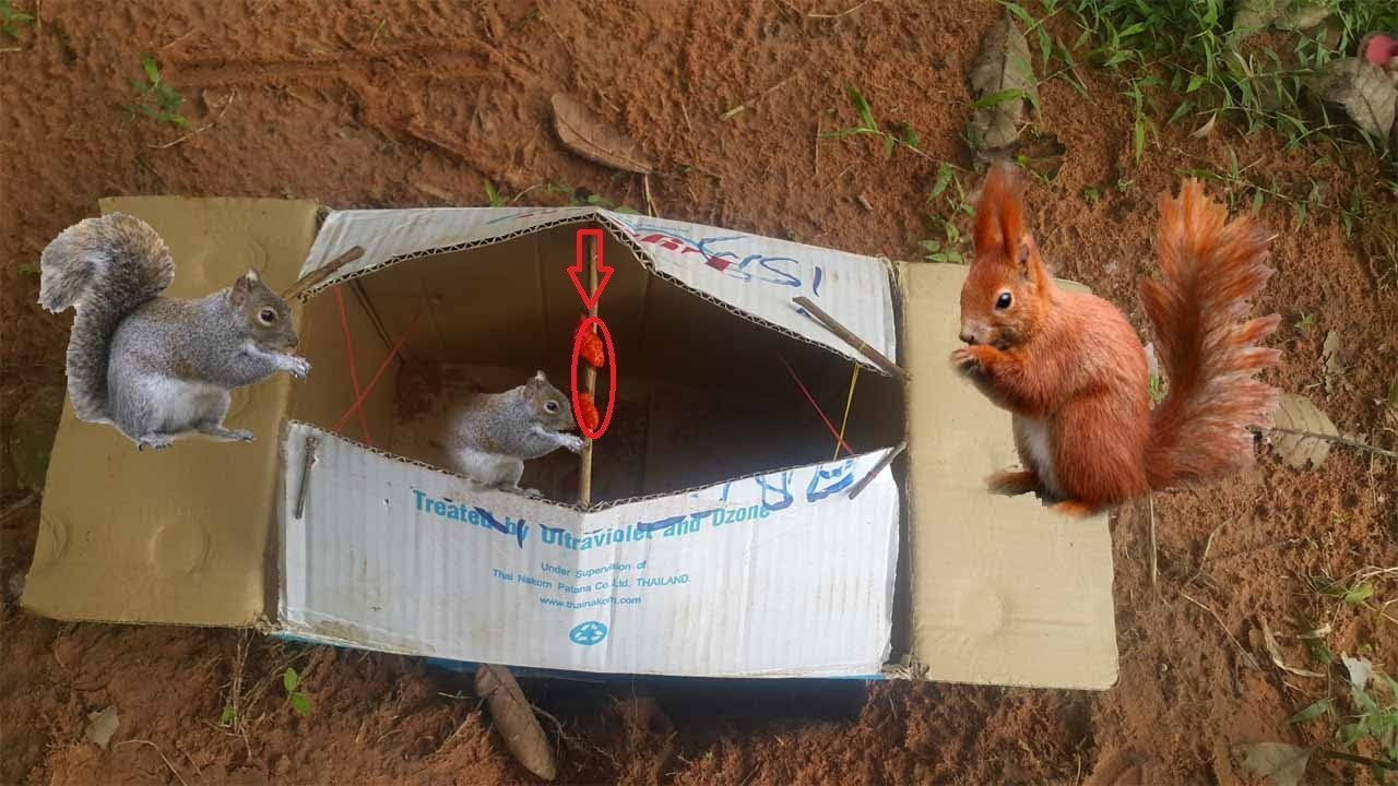 Best ideas about DIY Squirrel Trap
. Save or Pin Awesome Quick SQUIRREL TRAP Using BOX Paper that works Now.