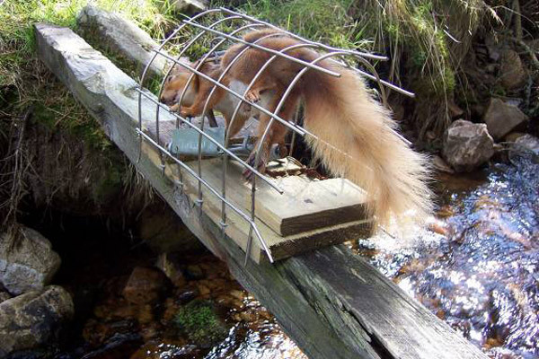 Best ideas about DIY Squirrel Trap
. Save or Pin May 2011 Now.