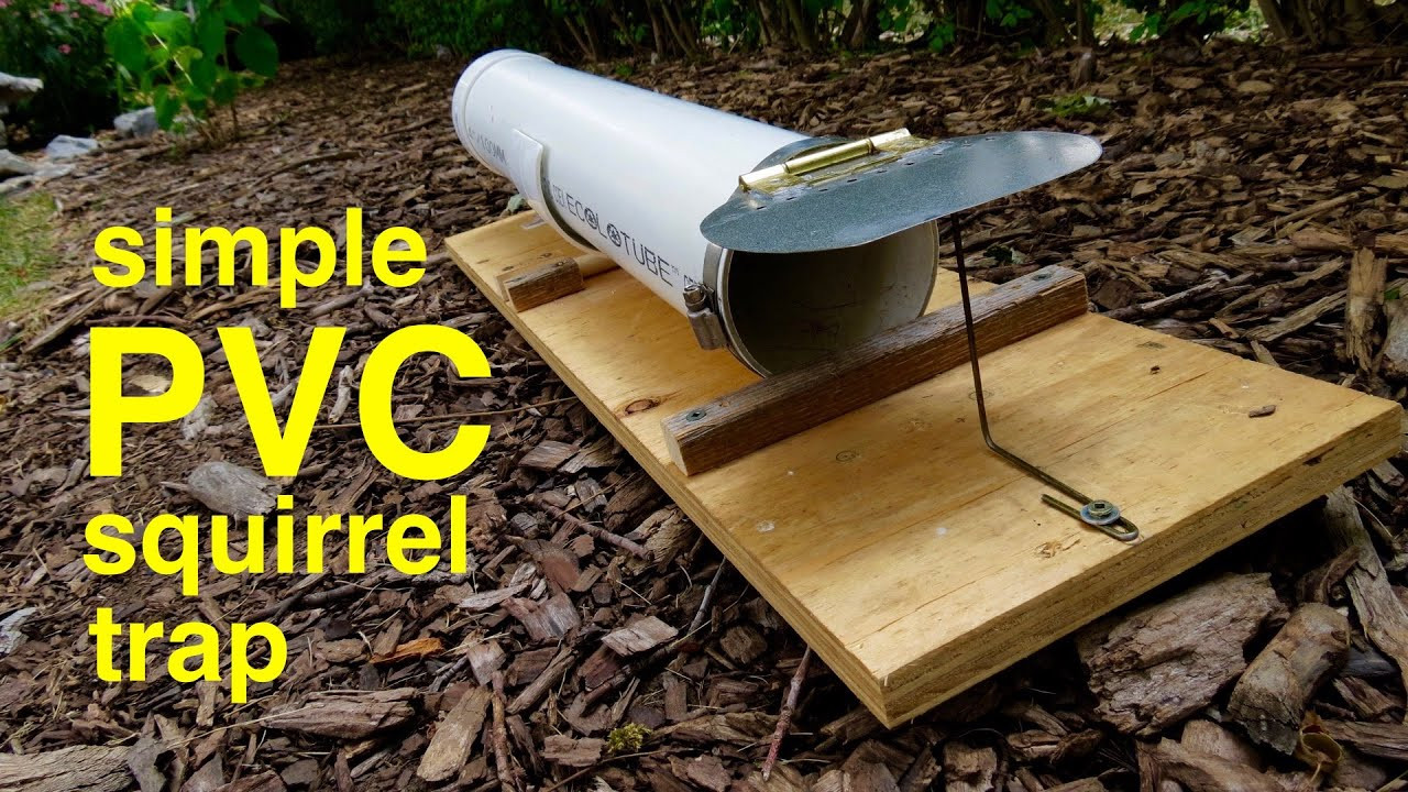 Best ideas about DIY Squirrel Trap
. Save or Pin How to make a HUMANE PVC SQUIRREL TRAP that works Now.