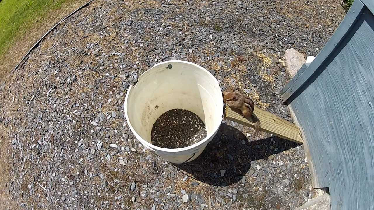 Best ideas about DIY Squirrel Trap
. Save or Pin Chipmunk easily escapes the 5 gallon bucket trap 1080p Now.