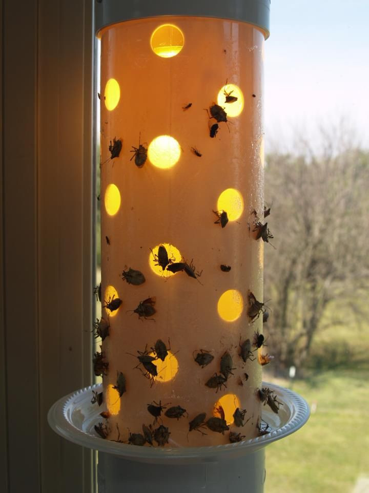 Best ideas about DIY Stink Bug Trap
. Save or Pin Stink Bug Control DIY Indoor Outdoor with a Strube s Stink Now.