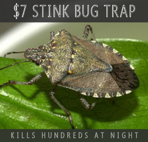 Best ideas about DIY Stink Bug Trap
. Save or Pin How To Make DIY Plastic Bottle Mosquito Trap Now.