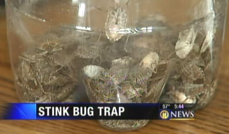 Best ideas about DIY Stink Bug Trap
. Save or Pin Stink Bug Trap DIY Trap Catches 100s Stink Bugs A Night Now.