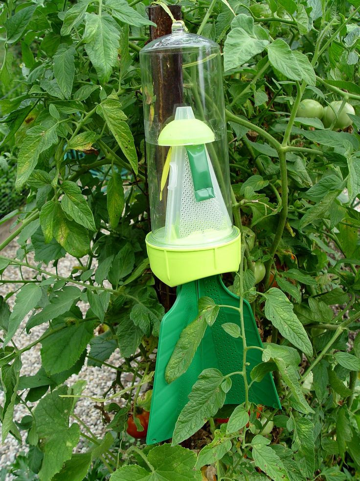 Best ideas about DIY Stink Bug Trap
. Save or Pin 25 best Stink Bug Trap Outdoor Use images on Pinterest Now.