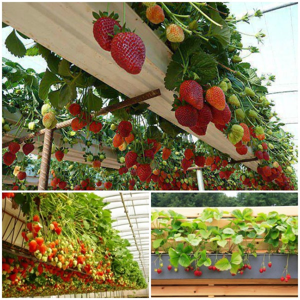 Best ideas about DIY Strawberry Planter
. Save or Pin Wonderful DIY Vertical PVC Planter Now.
