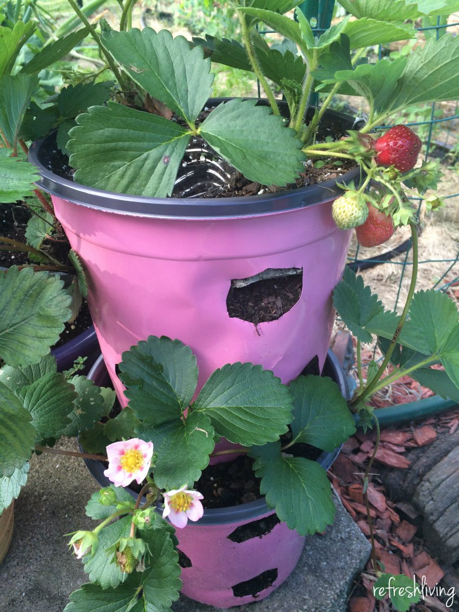 Best ideas about DIY Strawberry Planter
. Save or Pin DIY Strawberry Planter from Recycled Materials Now.