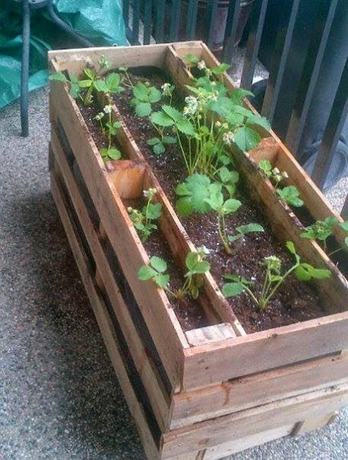 Best ideas about DIY Strawberry Planter
. Save or Pin Make a pallet planter box for beautiful cascading flowers Now.