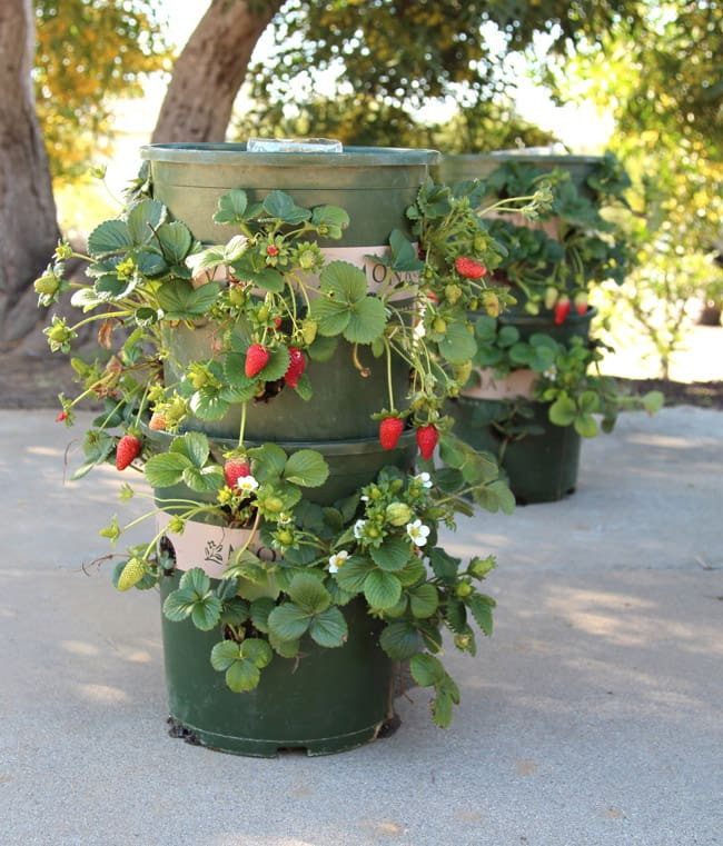 Best ideas about DIY Strawberry Planter
. Save or Pin DIY Strawberry Tower With Reservoir Now.