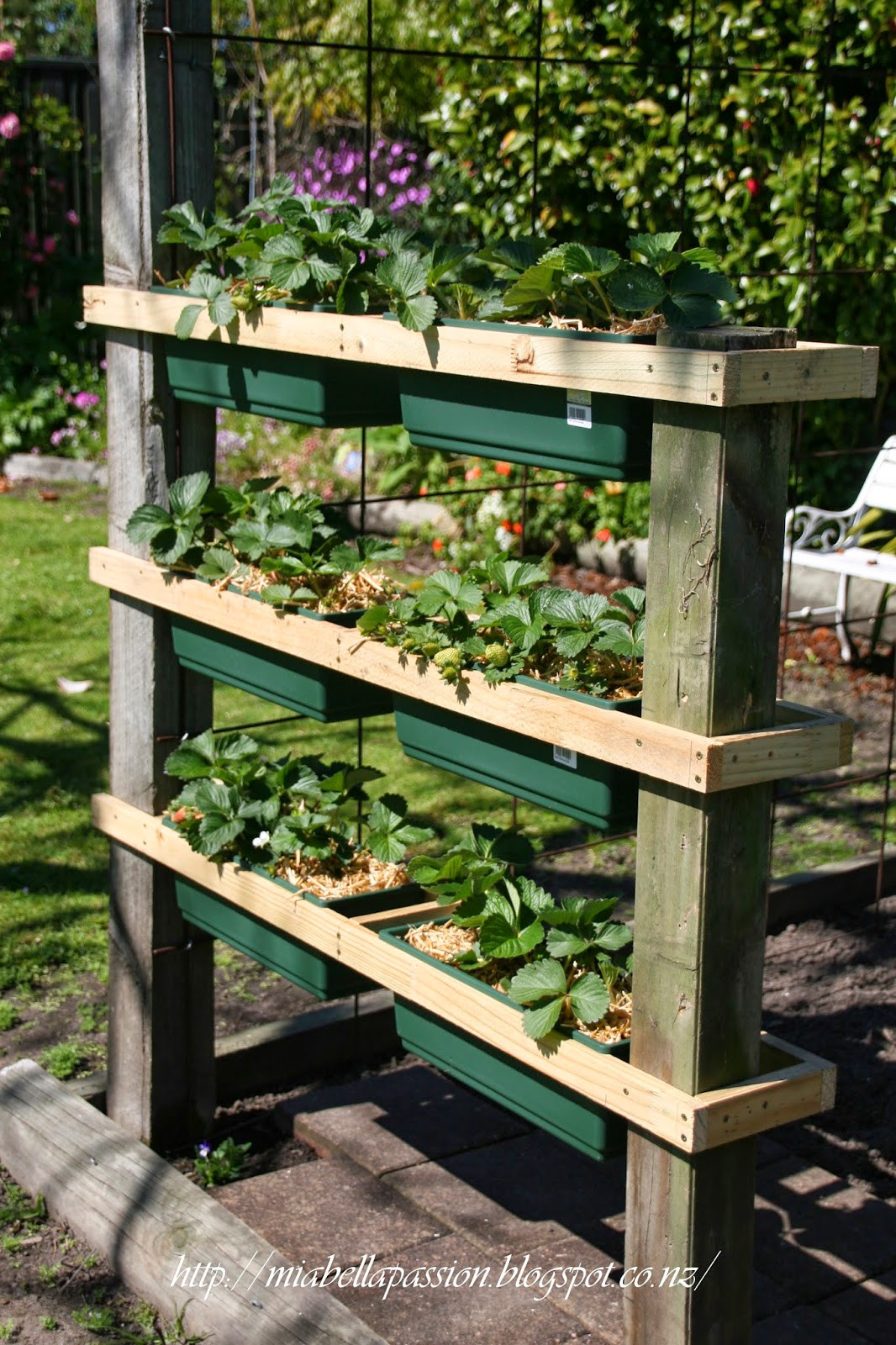 Best ideas about DIY Strawberry Planter
. Save or Pin Mia Bella Passions DIY Strawberry Planter Stand Now.