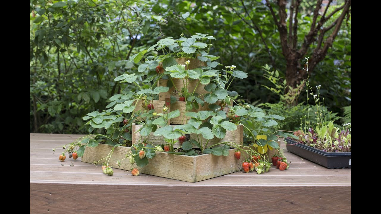 Best ideas about DIY Strawberry Planter
. Save or Pin How to Build a Strawberry Planter Now.