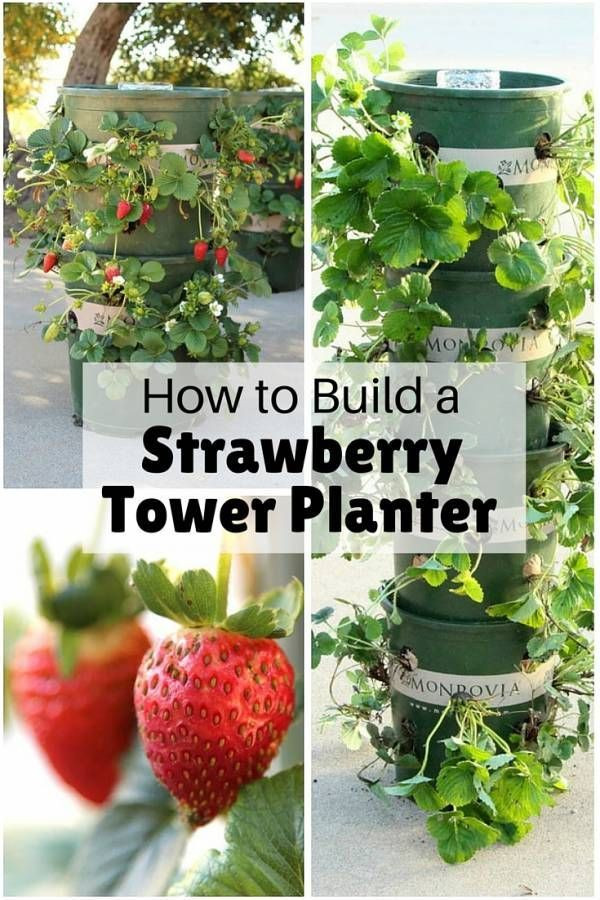 Best ideas about DIY Strawberry Tower
. Save or Pin 25 best Strawberry Tower ideas on Pinterest Now.