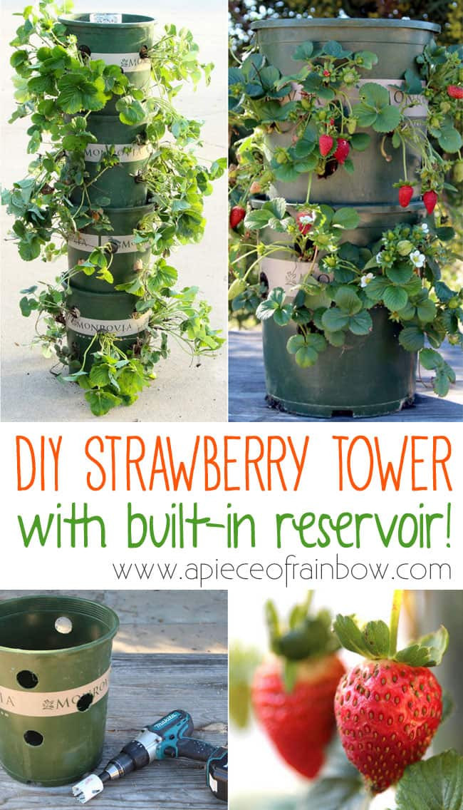Best ideas about DIY Strawberry Tower
. Save or Pin DIY Strawberry Tower With Reservoir Now.