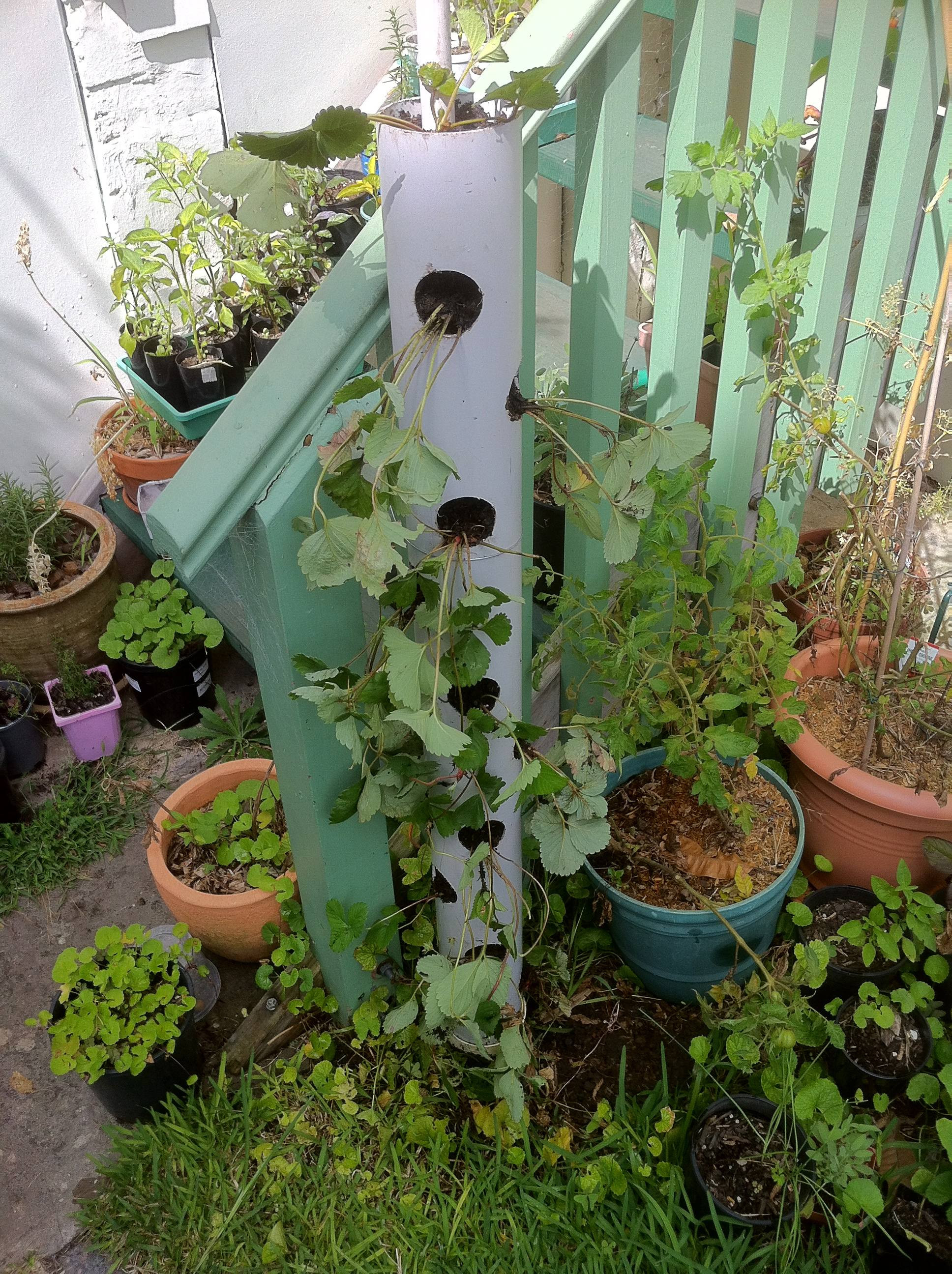 Best ideas about DIY Strawberry Tower
. Save or Pin How to make a vertical strawberry tube planter Now.