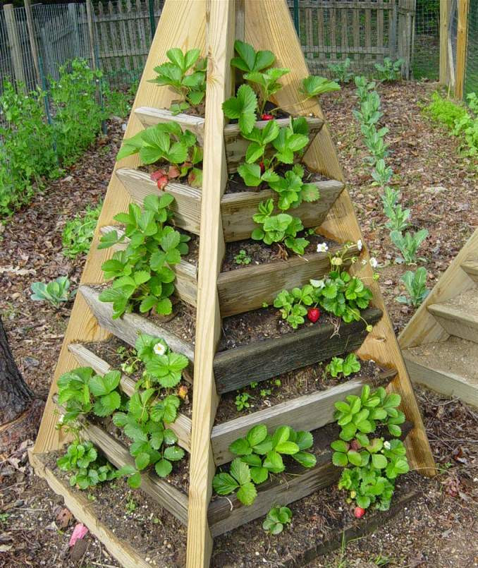 Best ideas about DIY Strawberry Tower
. Save or Pin How to build a pyramid strawberry planter DIY plans Now.