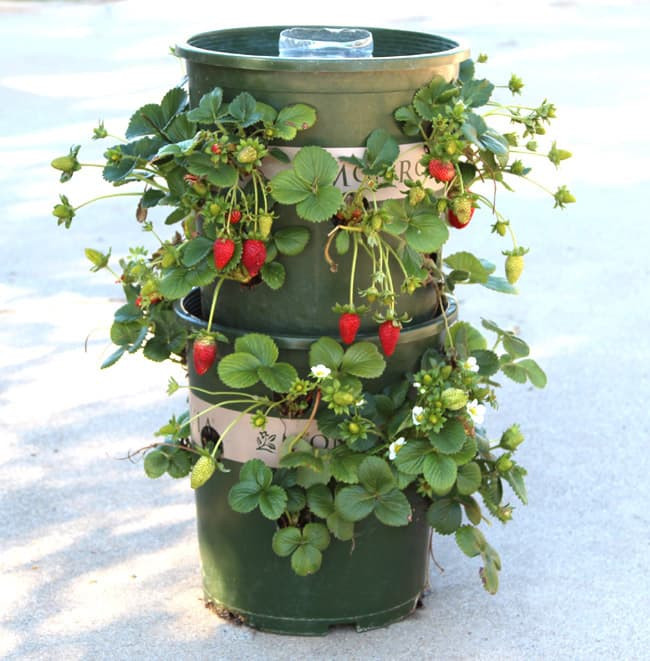 Best ideas about DIY Strawberry Tower
. Save or Pin 16 DIY to Reuse Plastic Bottles Now.