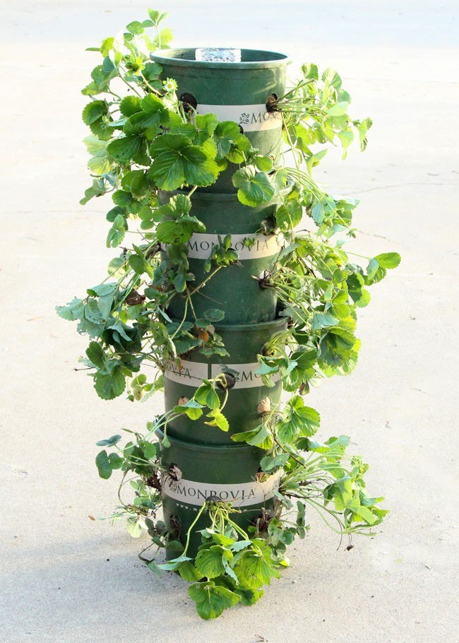 Best ideas about DIY Strawberry Tower
. Save or Pin A plete Guide How To Grow Strawberries 2017 and 10 Now.