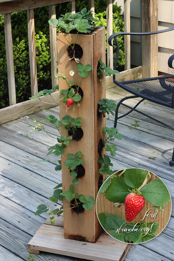 Best ideas about DIY Strawberry Tower
. Save or Pin It s Springtime Now.
