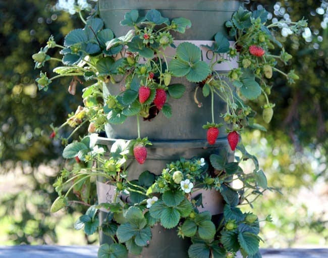 Best ideas about DIY Strawberry Tower
. Save or Pin Best Ways to Grow Strawberries in Containers Now.