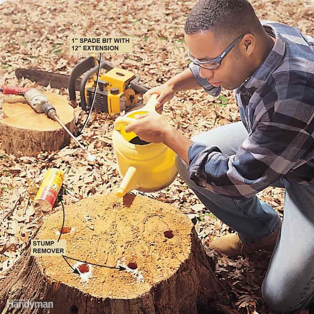 Best ideas about DIY Stump Removal
. Save or Pin Bush Pruning Tips for Healthier Bushes Now.