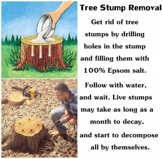 Best ideas about DIY Stump Removal
. Save or Pin 49 Super Crazy Everyday Life hacks You Never Thought Now.