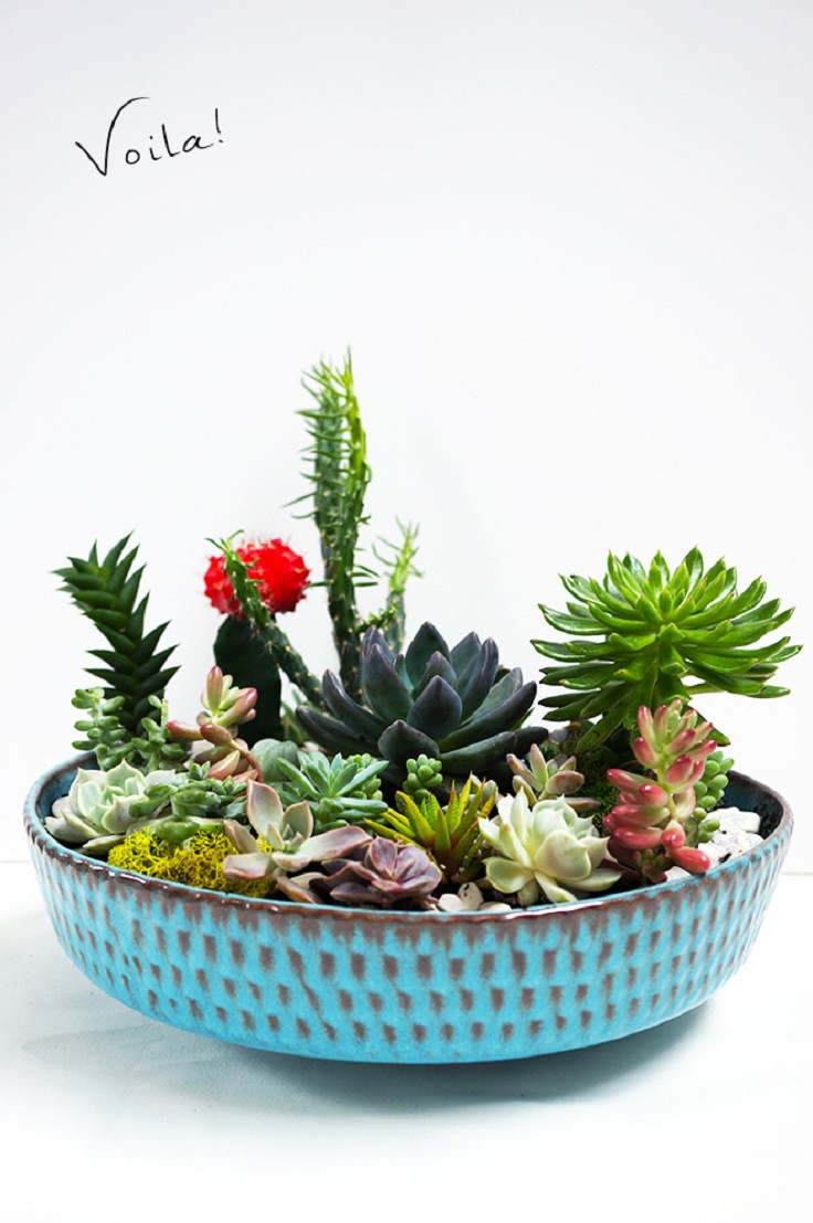 Best ideas about DIY Succulent Gardens
. Save or Pin TOP 10 Fun DIY Projects with Succulent Plants Now.