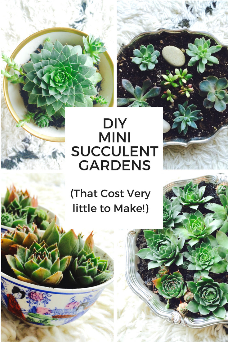 Best ideas about DIY Succulent Gardens
. Save or Pin DIY Mini Succulent Gardens Mamma Mode Now.