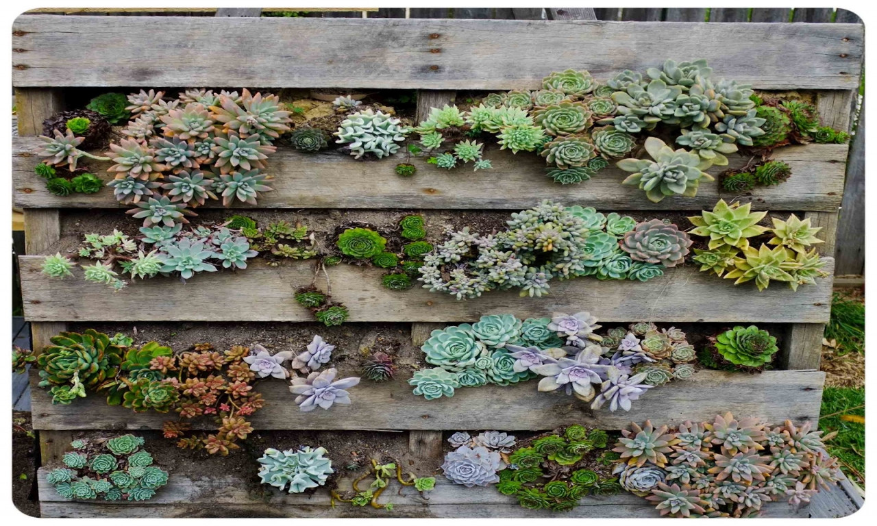 Best ideas about DIY Succulent Gardens
. Save or Pin Beautiful small home interiors diy vertical pallet Now.