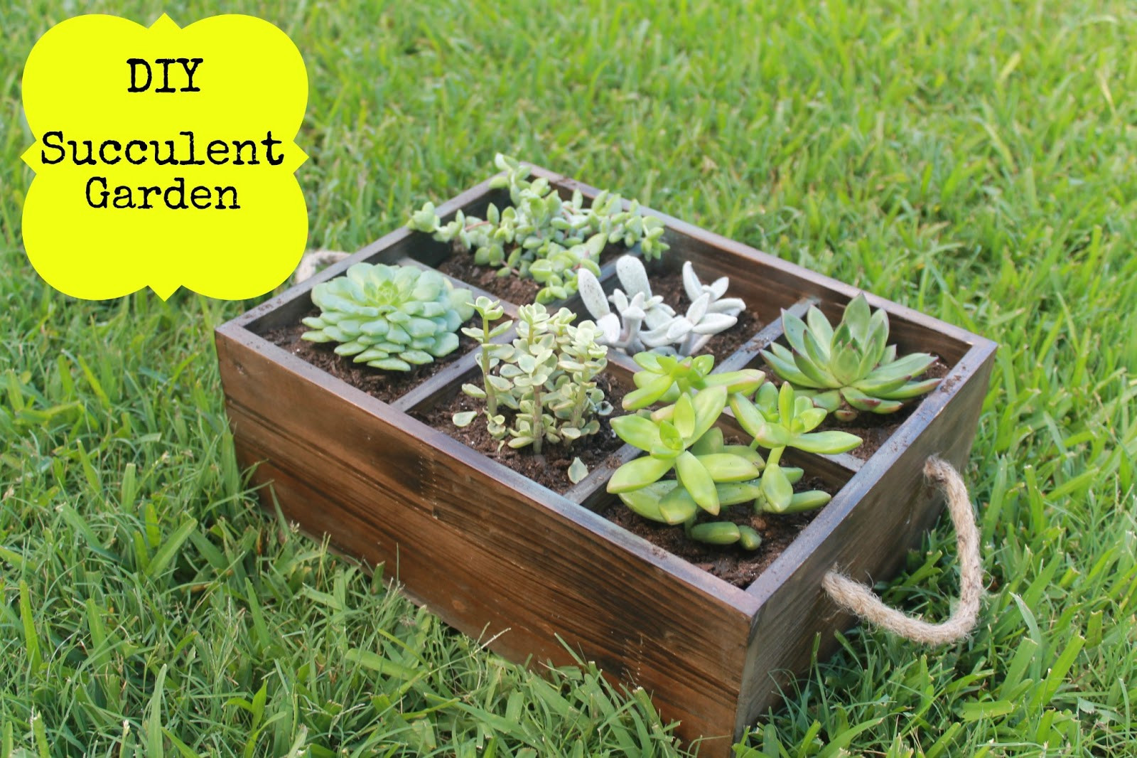 Best ideas about DIY Succulent Gardens
. Save or Pin DIY Succulent Garden Haute Mommy Blog Now.