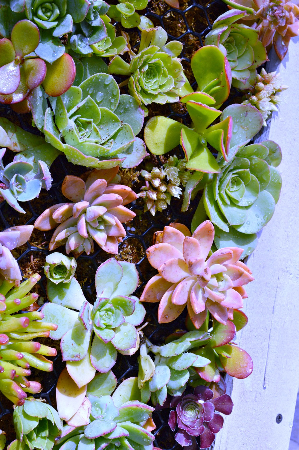 Best ideas about DIY Succulent Planter
. Save or Pin DIY Hanging Succulent Planter My Un mon Slice of Suburbia Now.