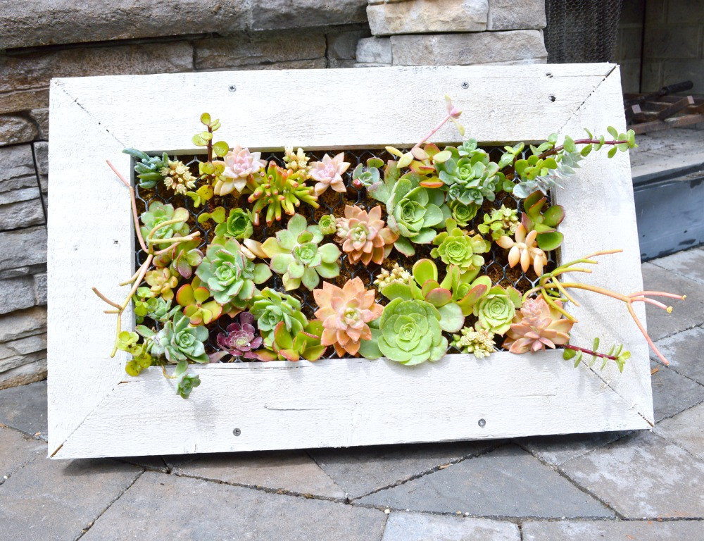 Best ideas about DIY Succulent Planter
. Save or Pin DIY Hanging Succulent Planter My Un mon Slice of Suburbia Now.