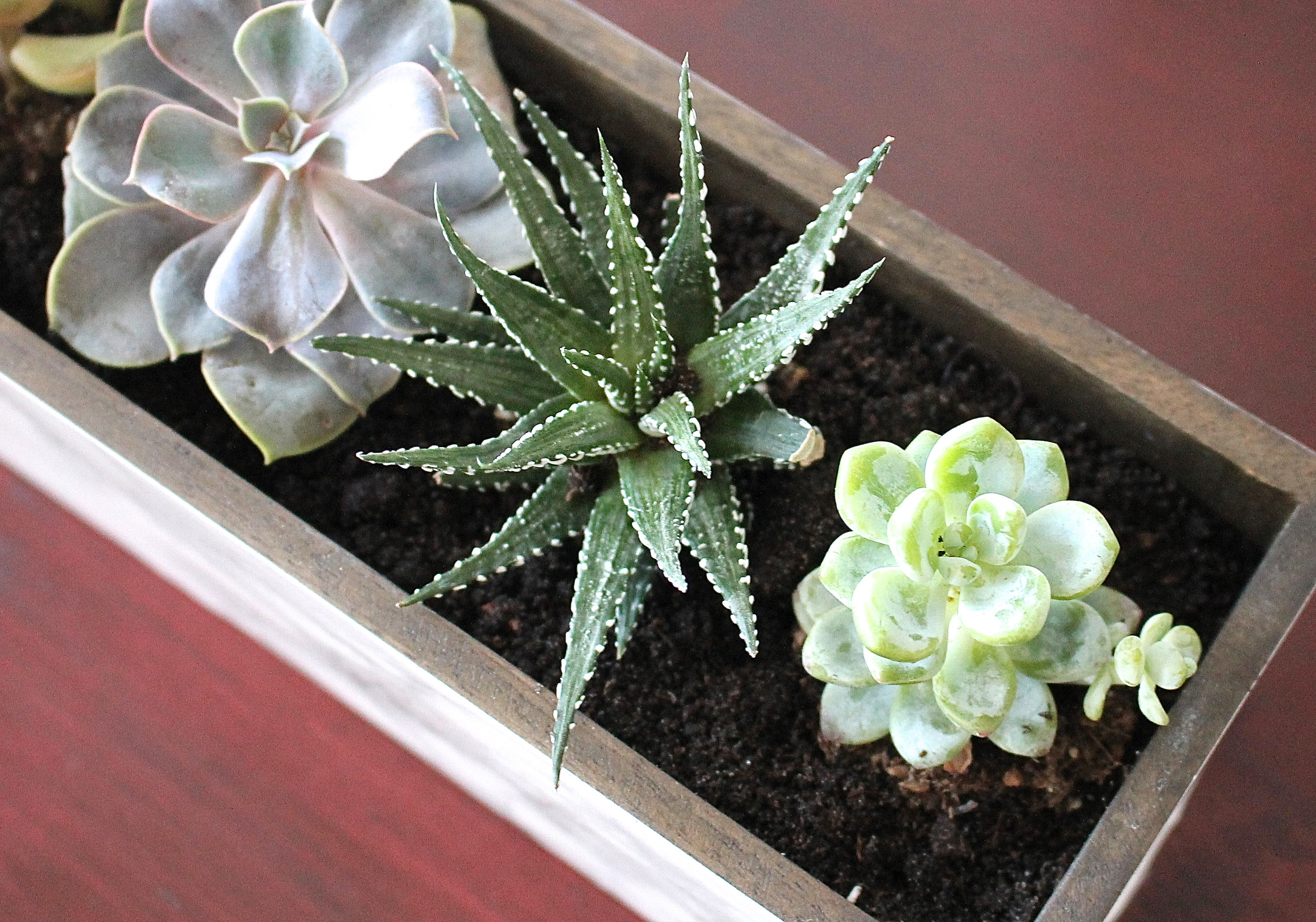 Best ideas about DIY Succulent Planter
. Save or Pin Marble Succulent Planter DIY Now.