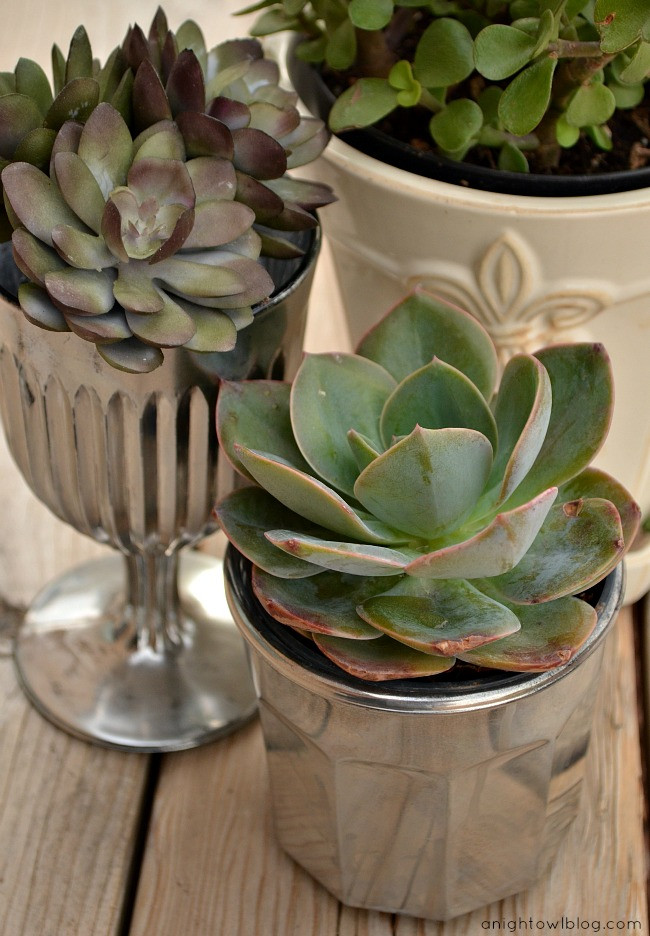 Best ideas about DIY Succulent Planter
. Save or Pin DIY Mercury Glass Succulent Planters Now.