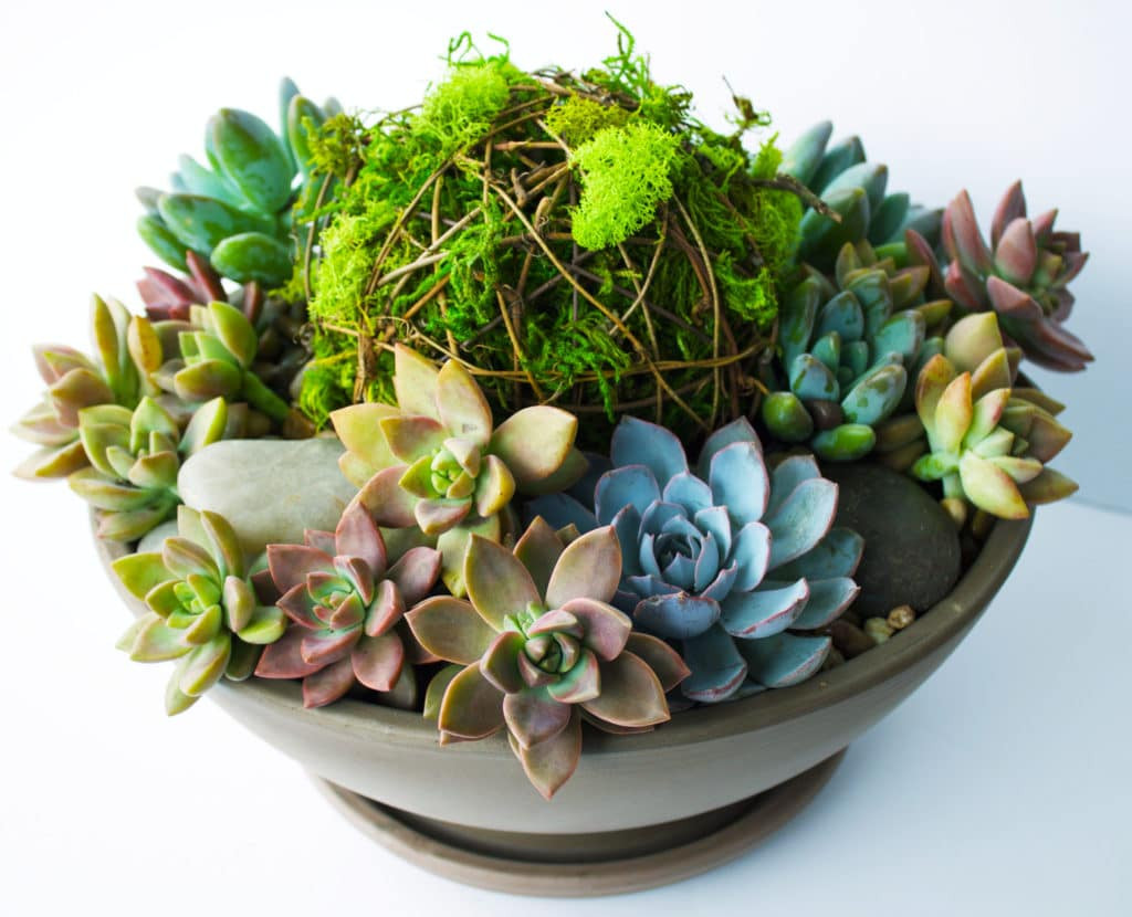 Best ideas about DIY Succulent Planter
. Save or Pin DIY VIBRANT Succulent Planter Kelley and Cricket Now.