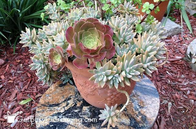 Best ideas about DIY Succulent Soil
. Save or Pin How To Make Your Own Succulent Soil With Recipe Get Now.