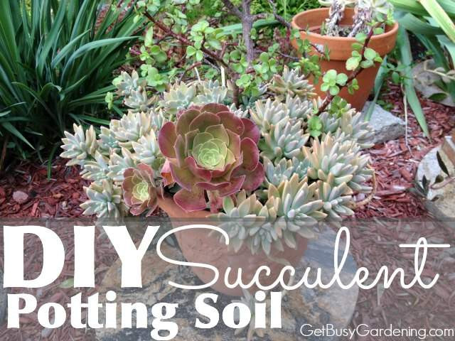 Best ideas about DIY Succulent Soil
. Save or Pin DIY Succulent Potting Soil With Recipe Now.