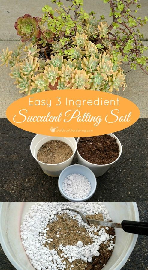 Best ideas about DIY Succulent Soil
. Save or Pin Best 25 Succulent soil ideas on Pinterest Now.