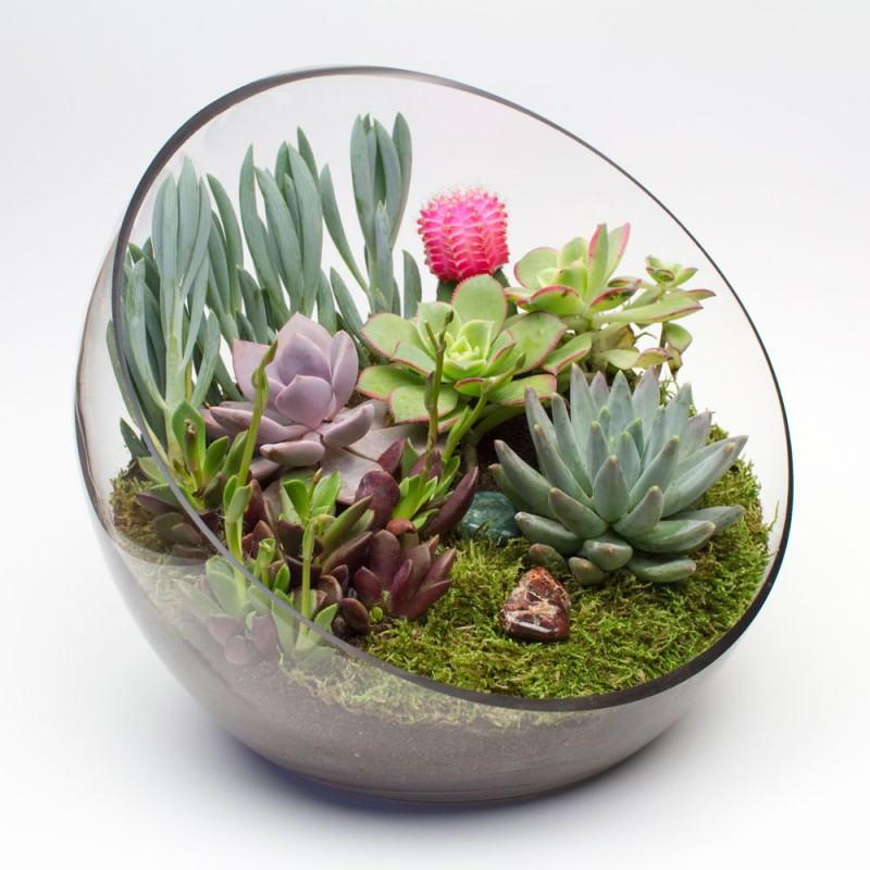 Best ideas about DIY Succulent Terrarium
. Save or Pin Big Ol Egg DIY Succulent Terrarium Kit Now.