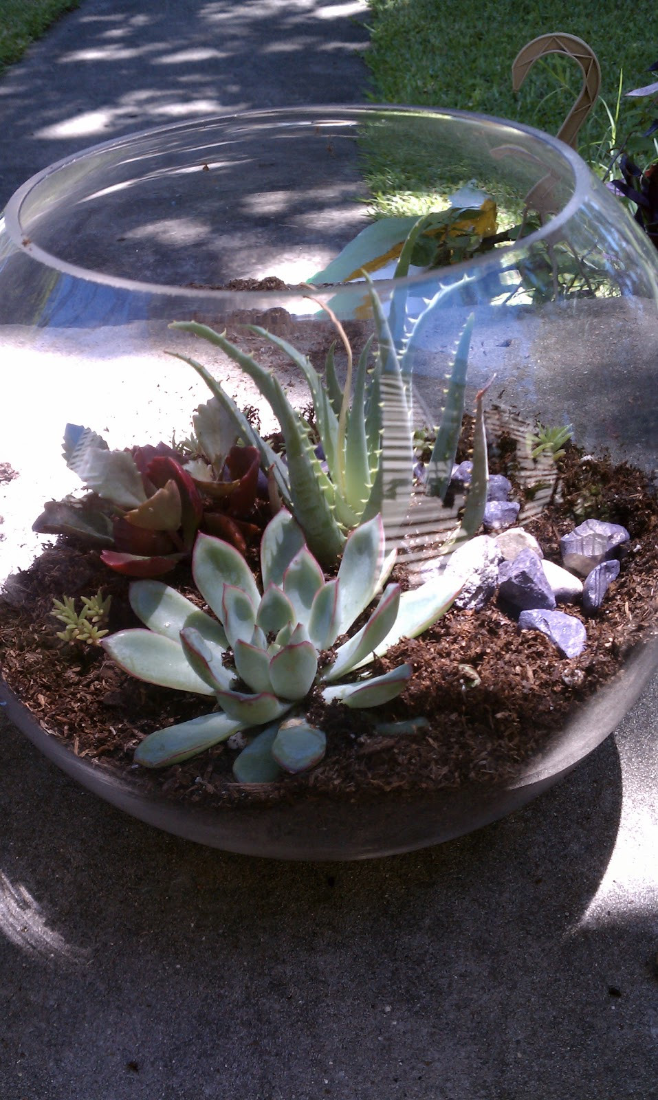 Best ideas about DIY Succulent Terrariums
. Save or Pin Nadia s DIY Projects DIY Succulent Terrarium Now.