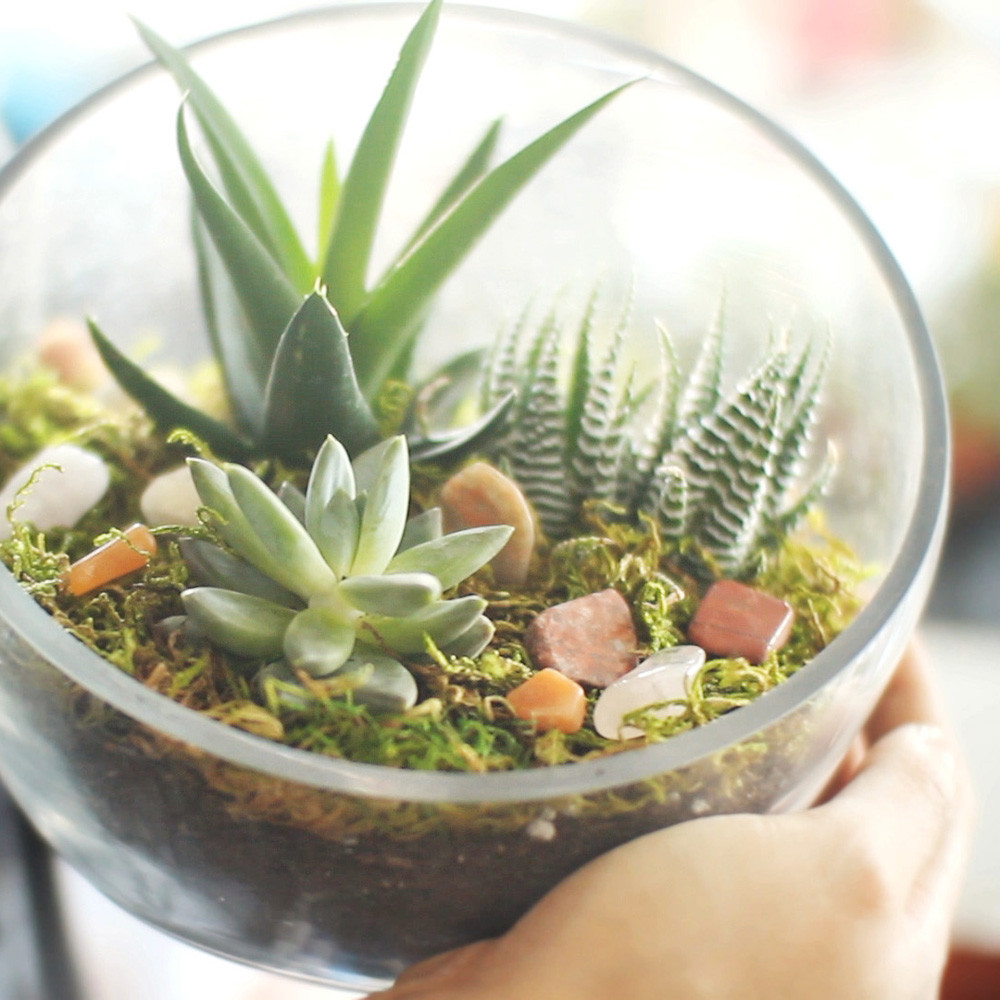 Best ideas about DIY Succulent Terrariums
. Save or Pin The Egg DIY Succulent Terrarium Kit Now.