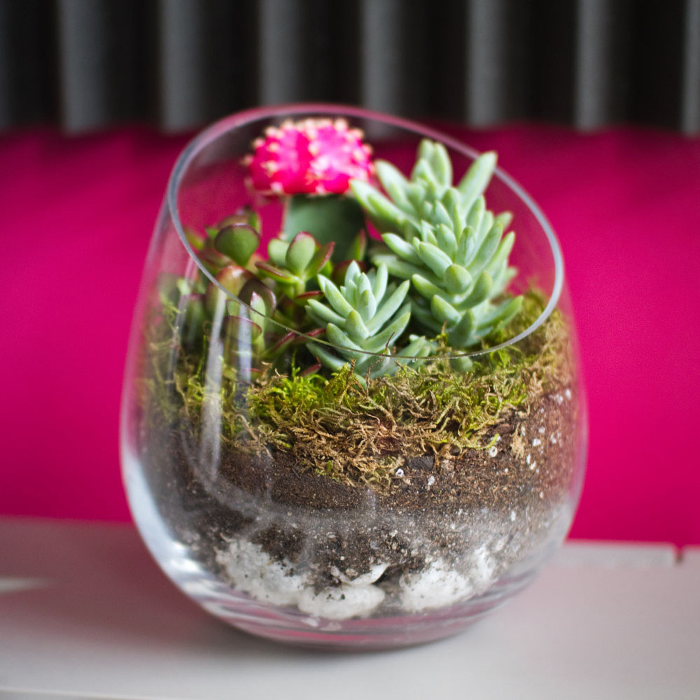 Best ideas about DIY Succulent Terrariums
. Save or Pin The Sideways DIY Succulent Terrarium Kit Now.