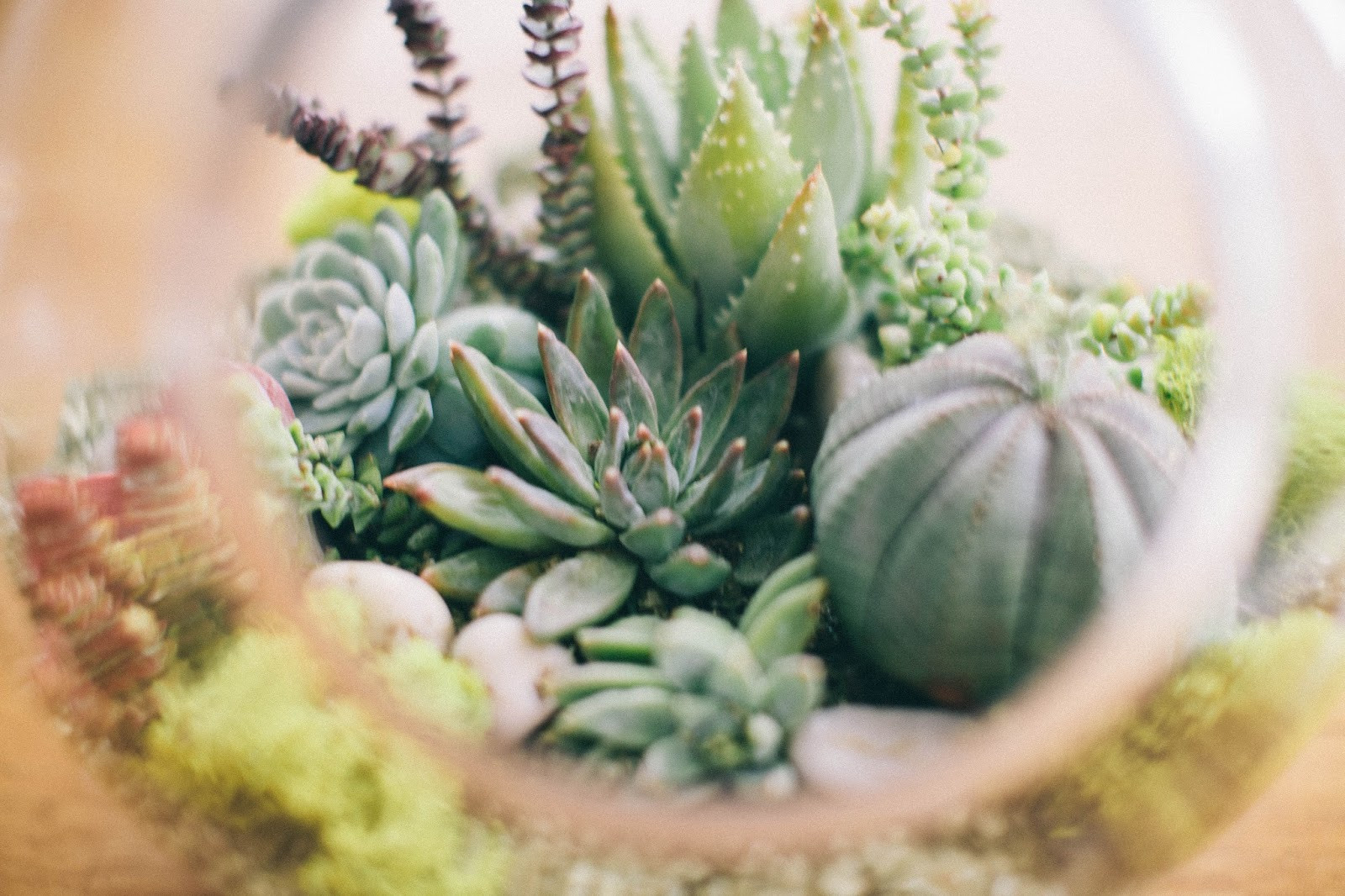 Best ideas about DIY Succulent Terrariums
. Save or Pin The Parker Project DIY Succulent Terrarium Now.