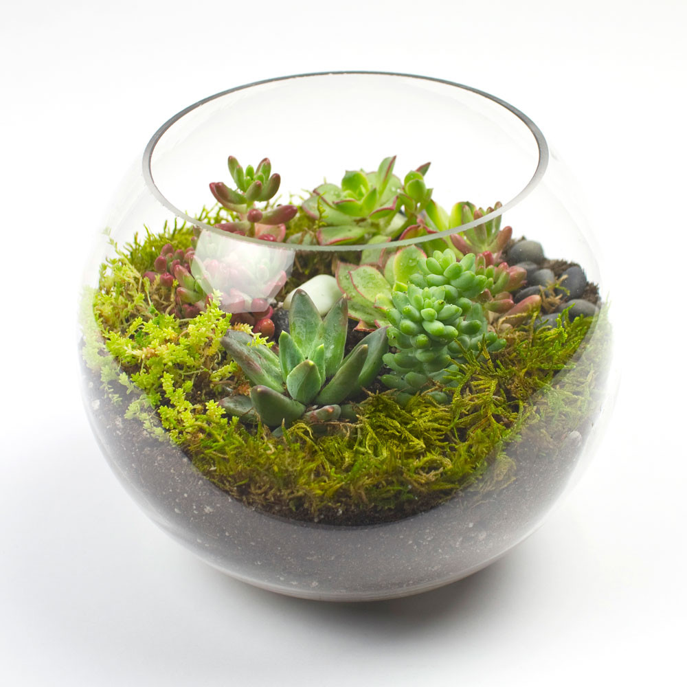 Best ideas about DIY Succulent Terrariums
. Save or Pin The Sputnik DIY Succulent Terrarium Kit Now.