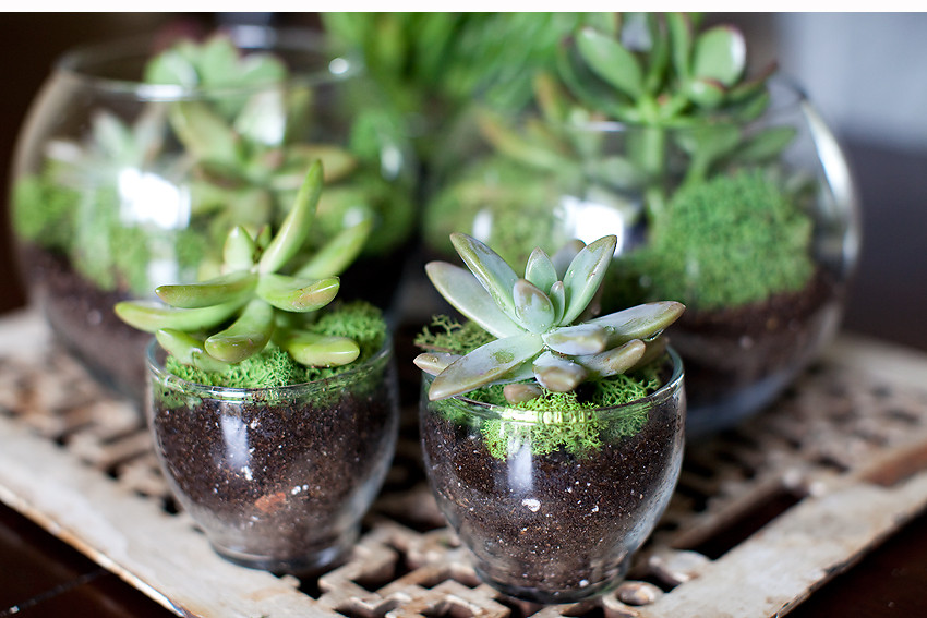 Best ideas about DIY Succulent Terrariums
. Save or Pin DIY Terrarium [Orange County grapher] Now.