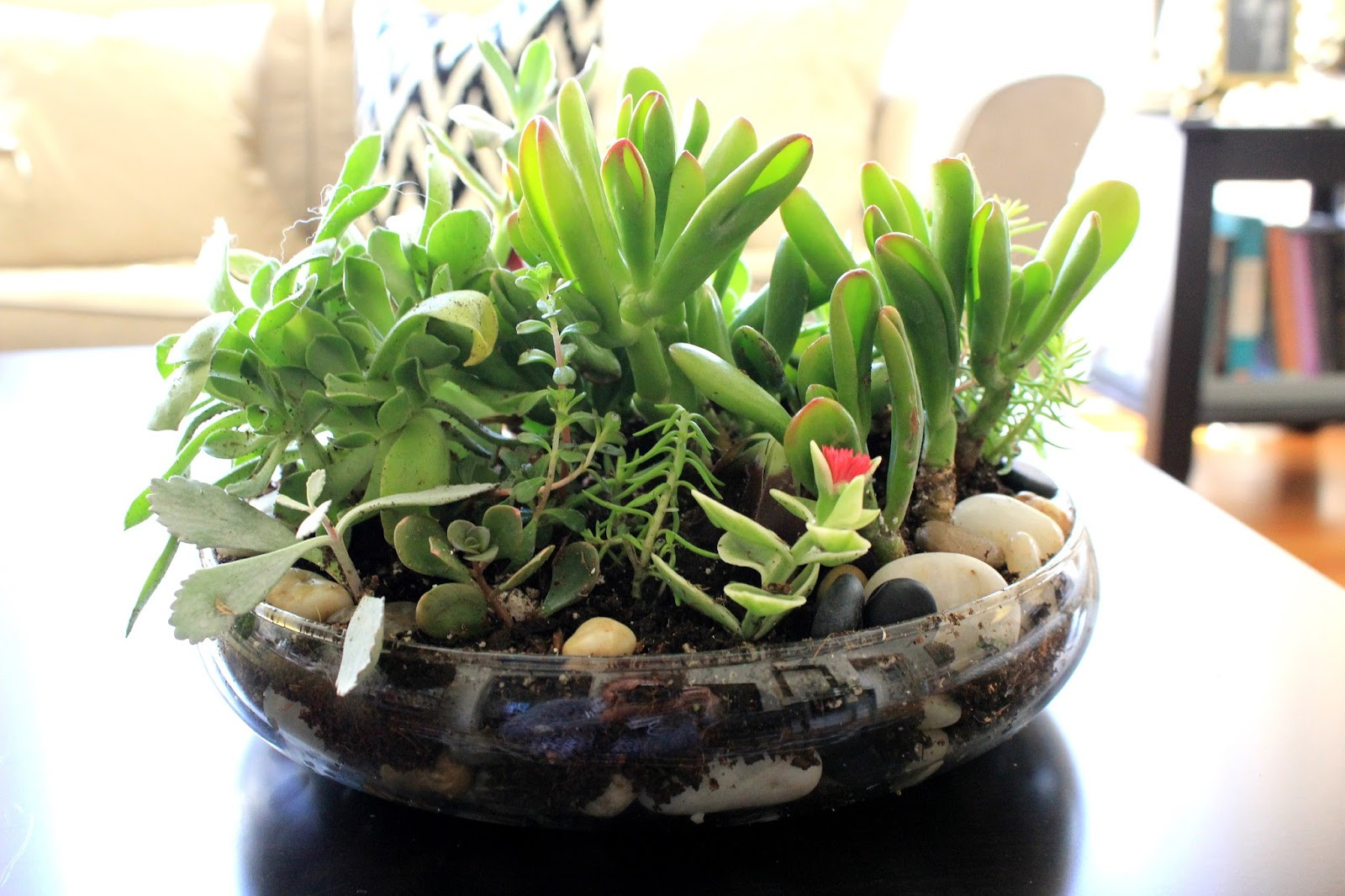 Best ideas about DIY Succulent Terrariums
. Save or Pin Cup Half Full Succulent Terrarium DIY Now.