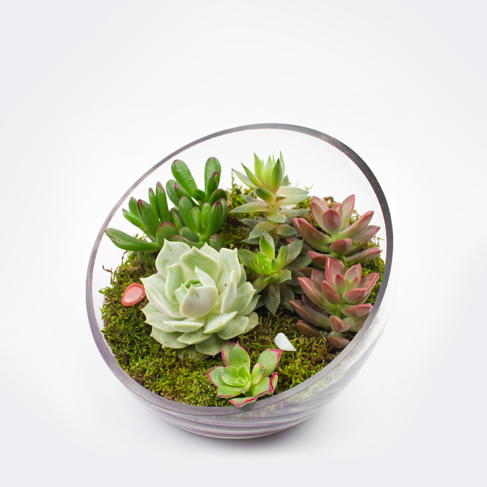 Best ideas about DIY Succulent Terrariums
. Save or Pin The Egg DIY Succulent Terrarium Kit Now.