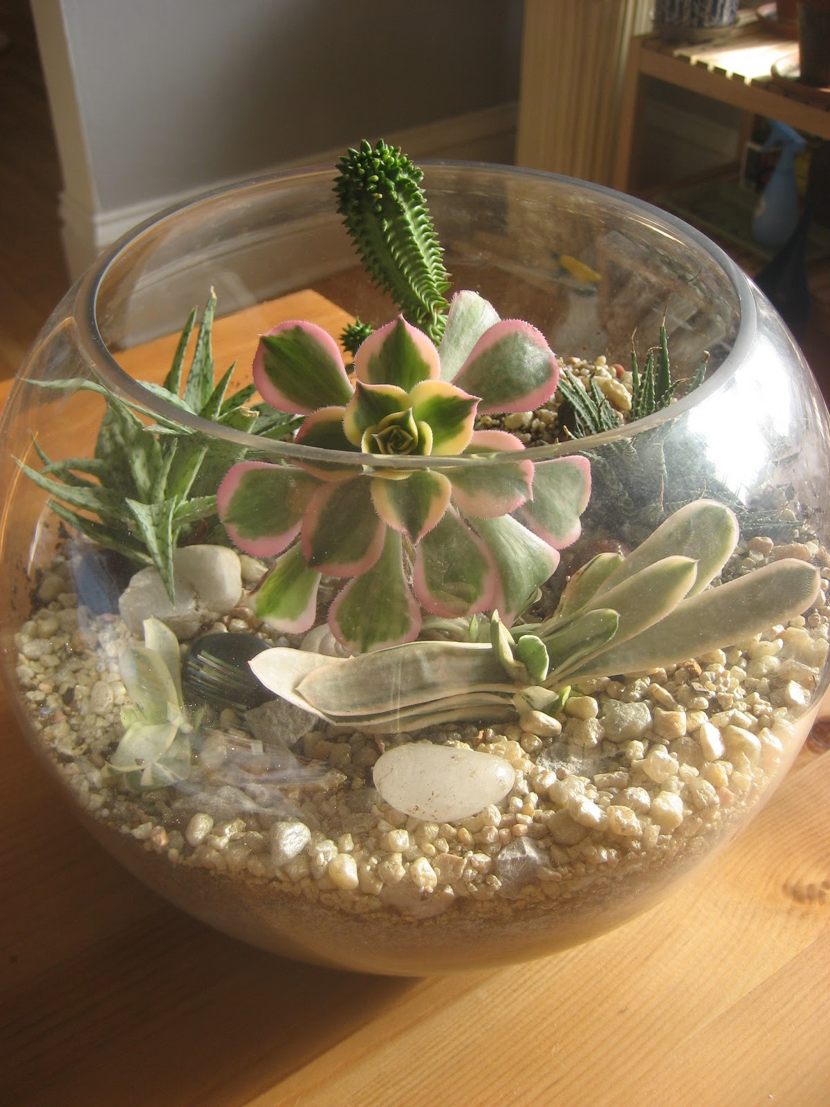 Best ideas about DIY Succulent Terrariums
. Save or Pin Chuck Does Art DIY Succulent Terrarium Now.