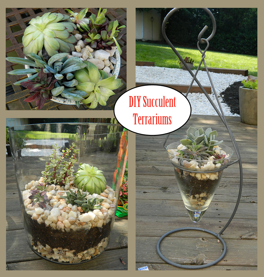 Best ideas about DIY Succulent Terrariums
. Save or Pin Succulent Terrariums Turn Average Glass Jars into Pretty Now.