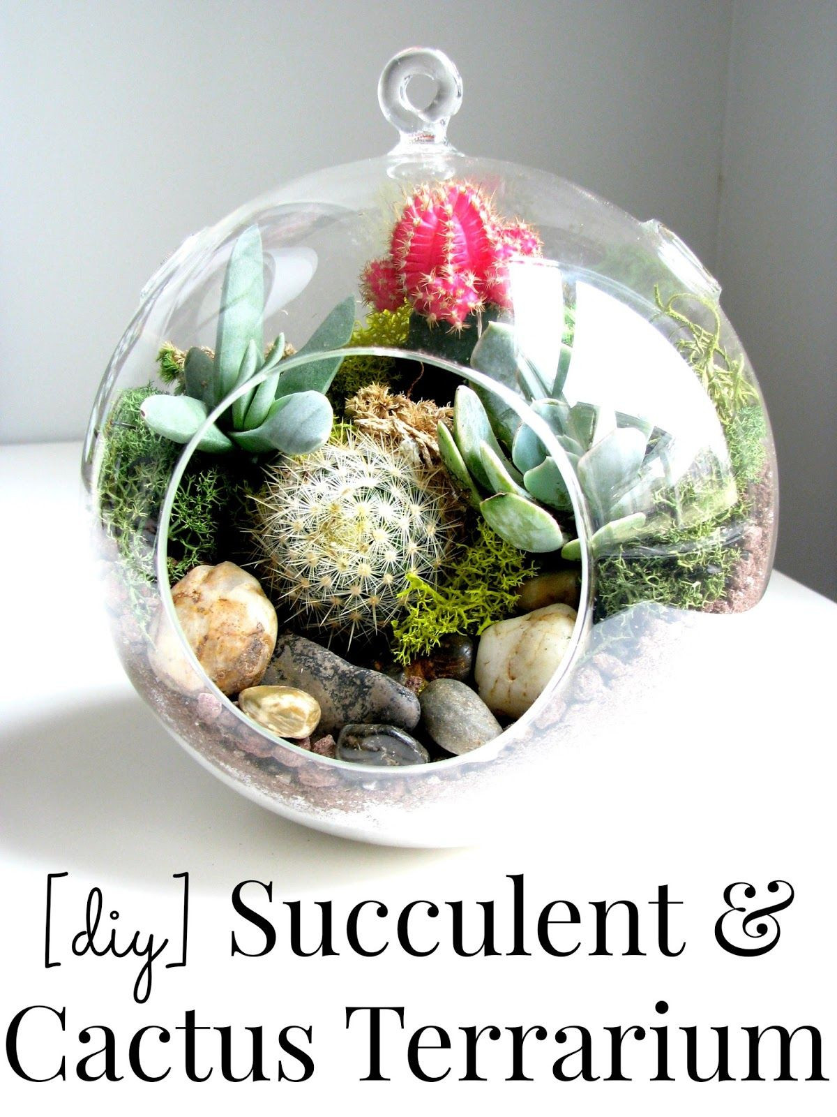 Best ideas about DIY Succulent Terrariums
. Save or Pin Cactus Terrarium on Pinterest Now.