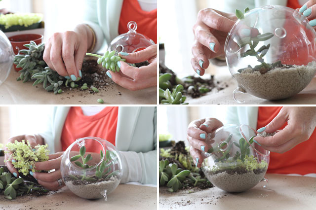 Best ideas about DIY Succulent Terrariums
. Save or Pin How To Make A Succulent Sea Terrarium Making it Lovely Now.